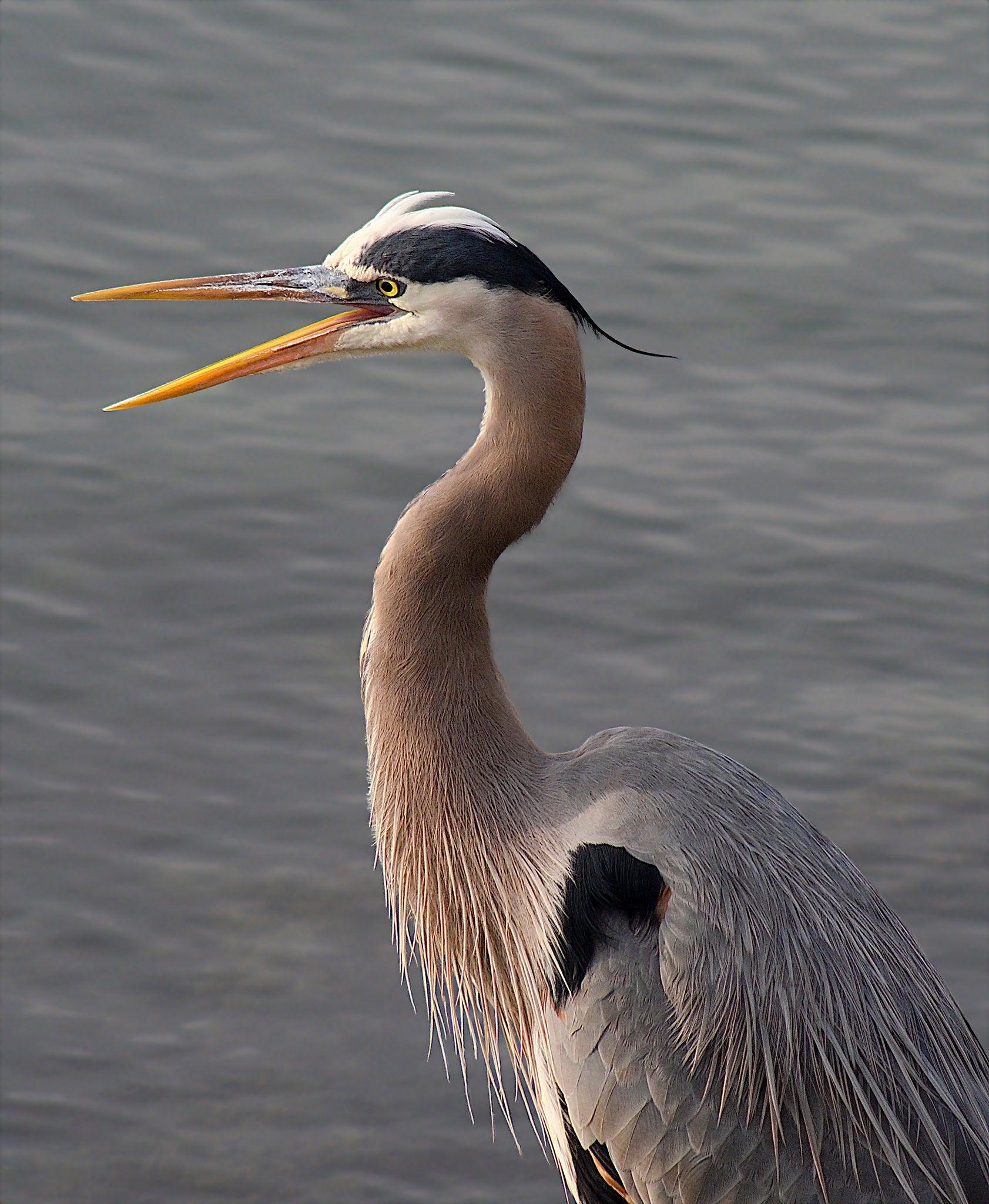 Pentacon, Objectif Pentacon 135mm f/2.8